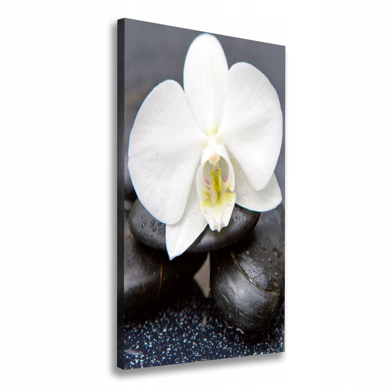 

Foto obraz na płótnie Orchidea i kamienie 50x100cm