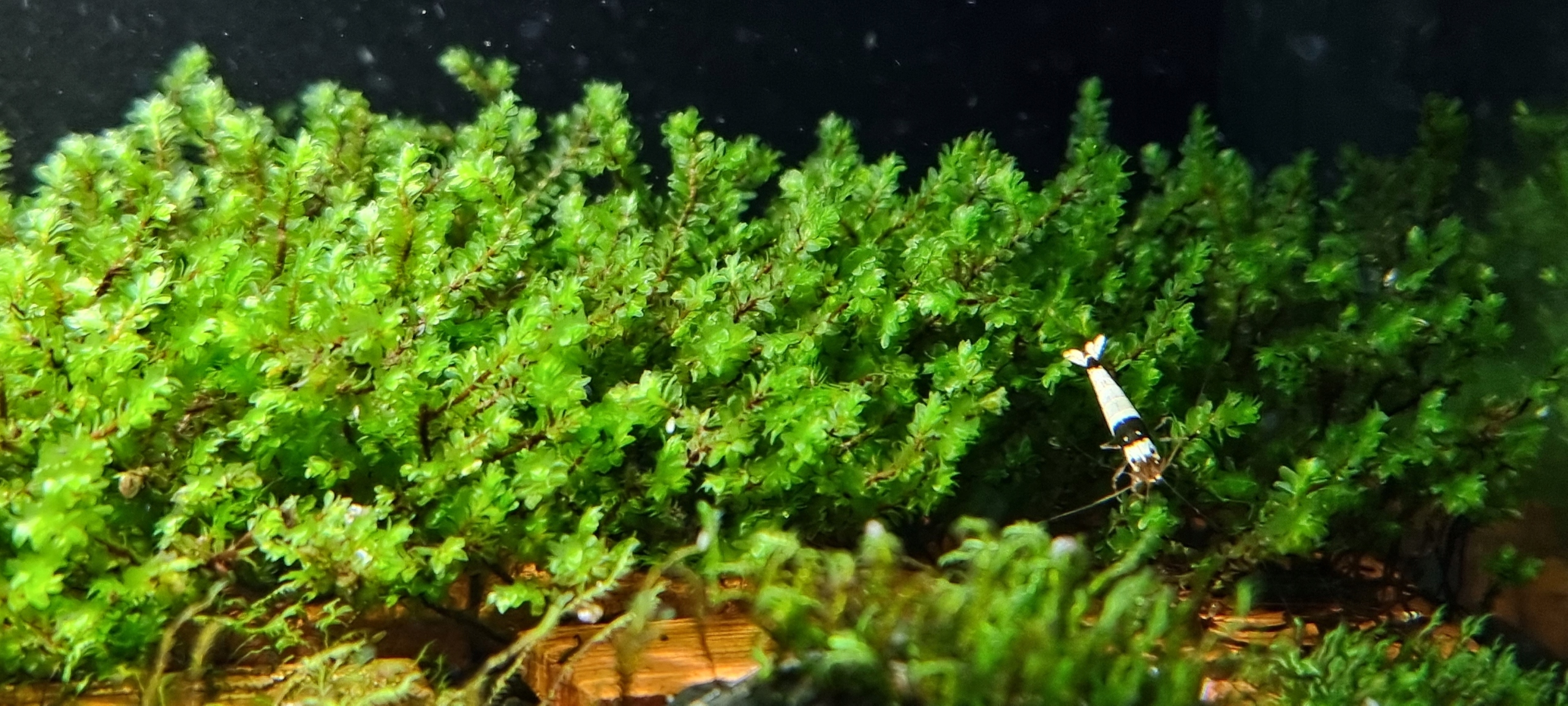 Distichophyllum hookeriaceae rare moss 10 gałązek