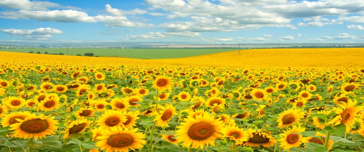 

Tapeta Flizelinowa Pole słoneczników - 250x104