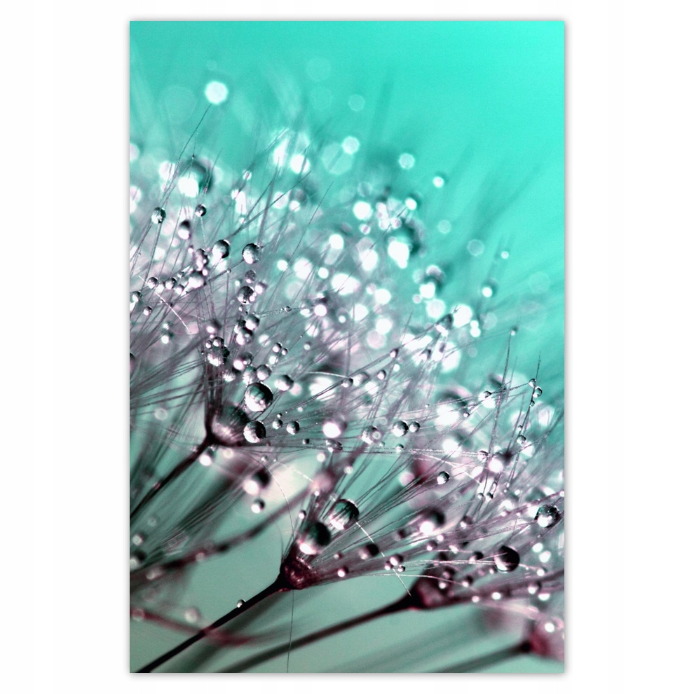 

Plakaty 62x93 Krople rosy Dmuchawiec