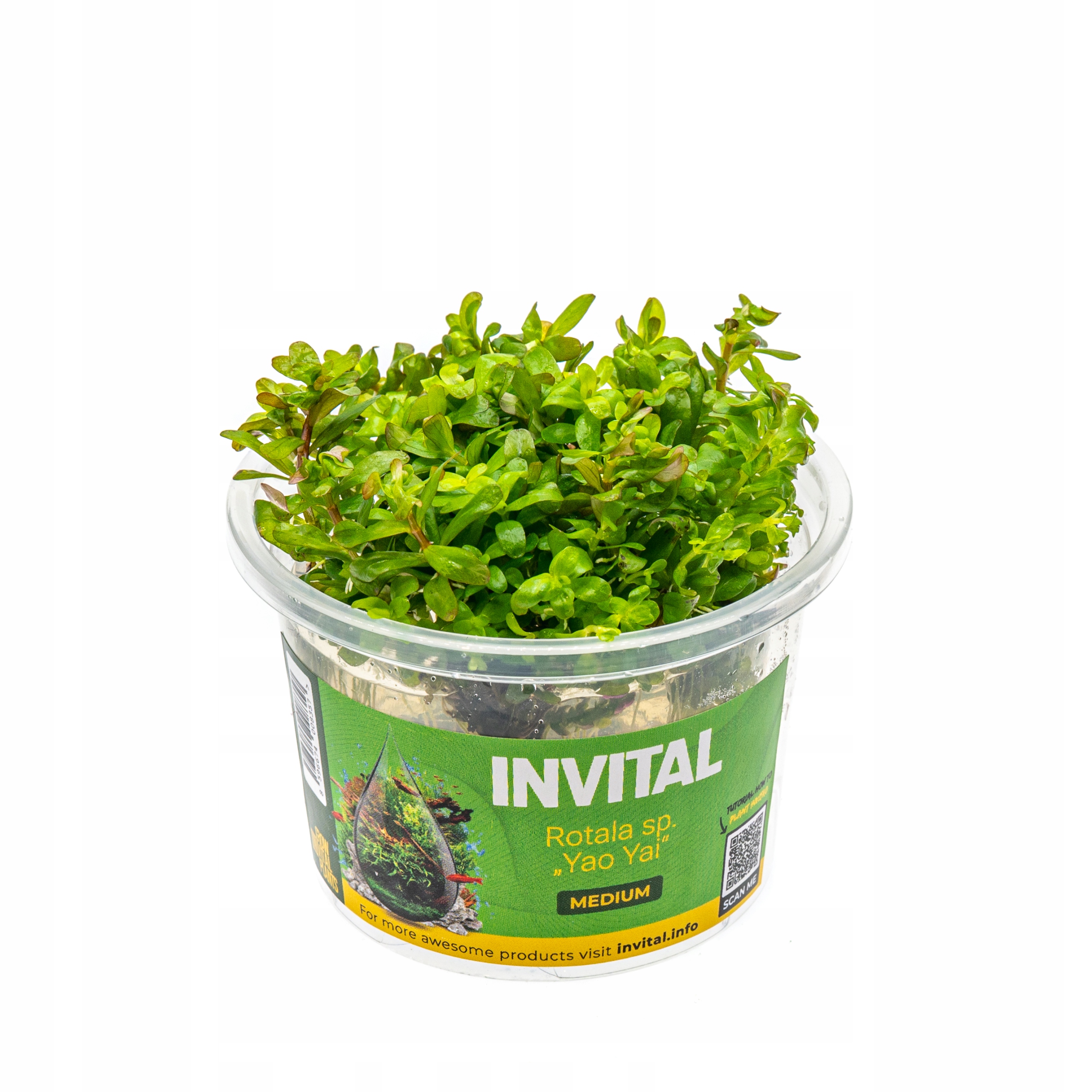 INVITAL Rotala sp. 