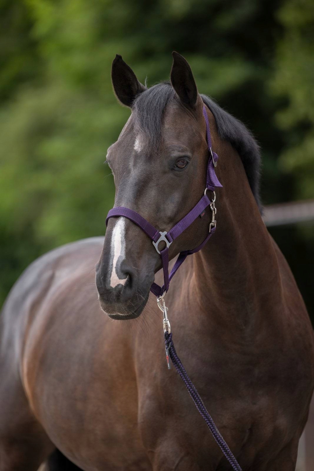 Kantar dla konia Hippo, roz. Pony, fioletowy – Covalliero