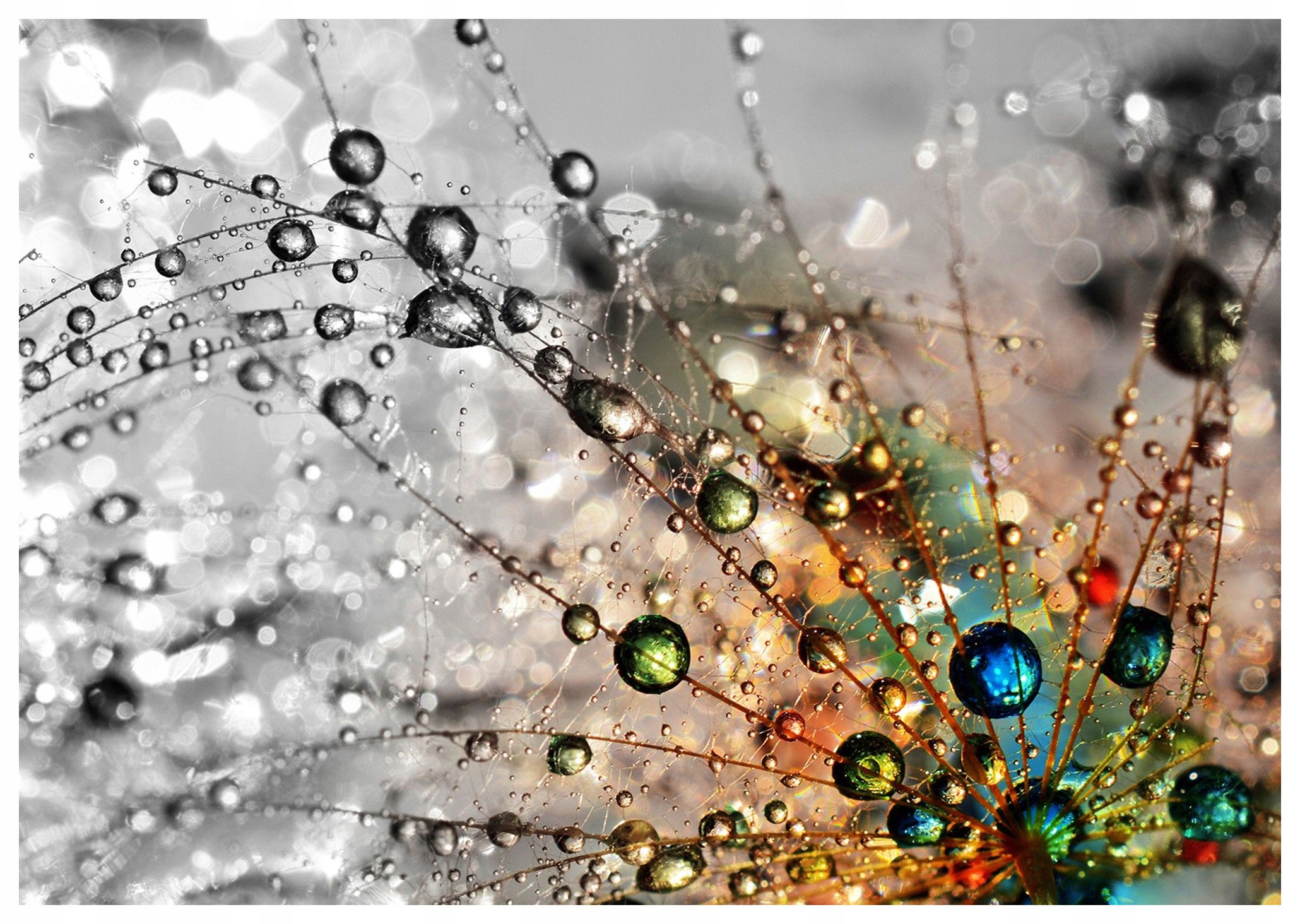 Fototapeta flizelina Pampeliška lékařská rosa příroda jemnost 254x184 lepidlo