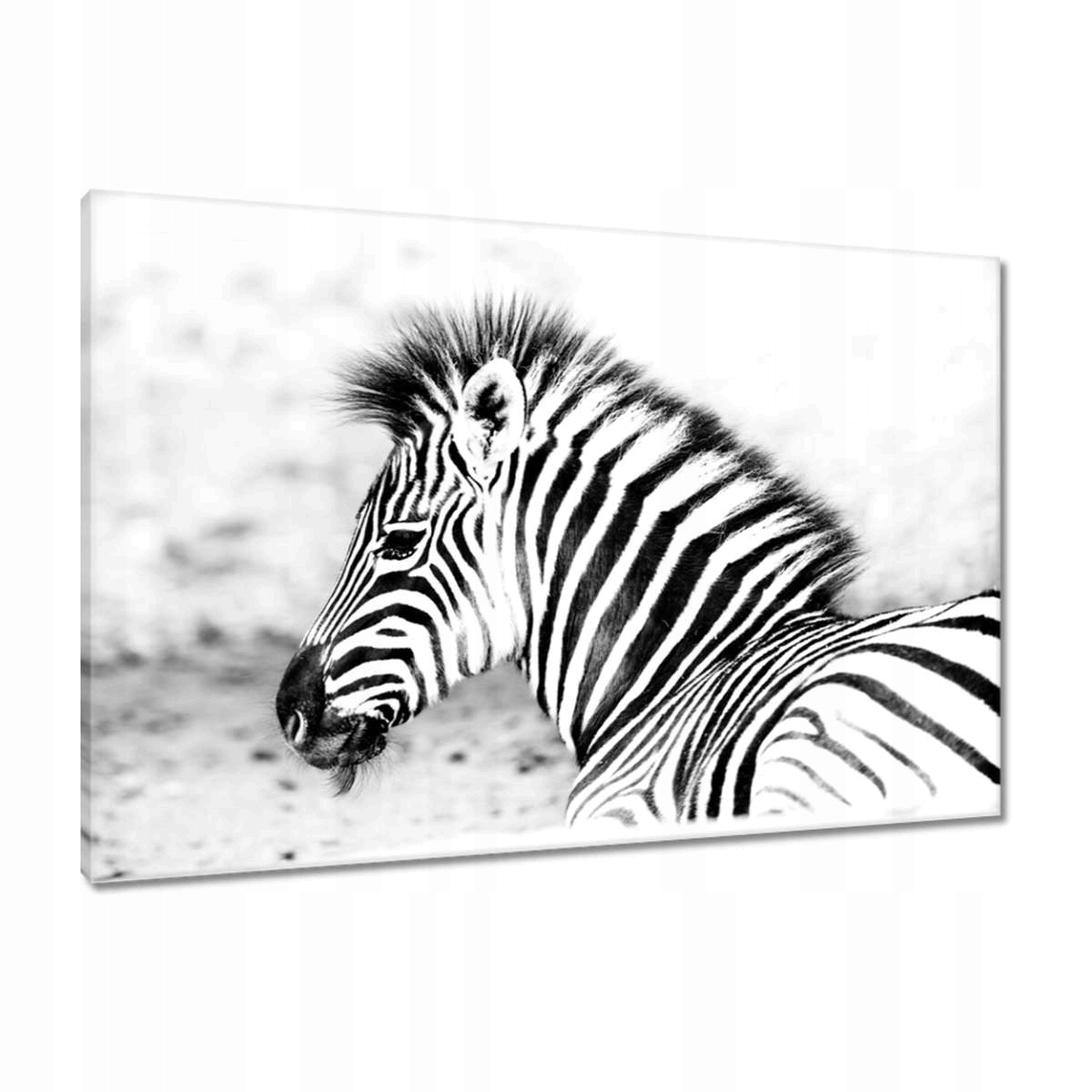 Obrazy 90x60 Zebra Pruhy