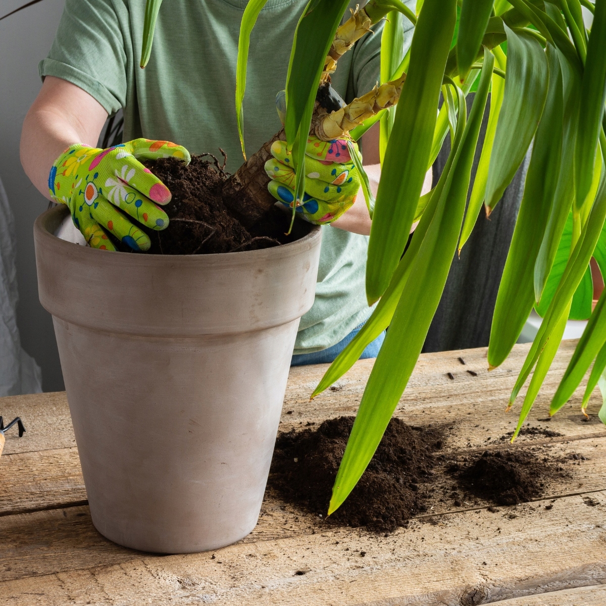 Ziemia DO ZIELONYCH ROŚLIN DOMOWYCH 5L do palma juka monstera kaktus pH 5.5-6.5