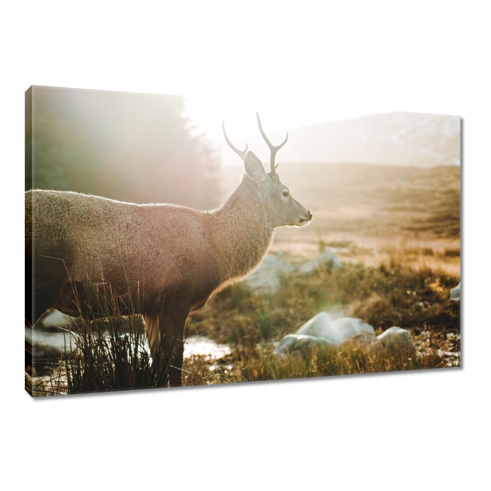 

Obrazy 90x60 Jeleń Jelenie Rogacz