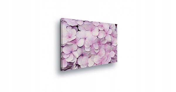 Obraz 100x75 Jemnost Hortenzie Květiny Růžová Pastelové barvy Příroda