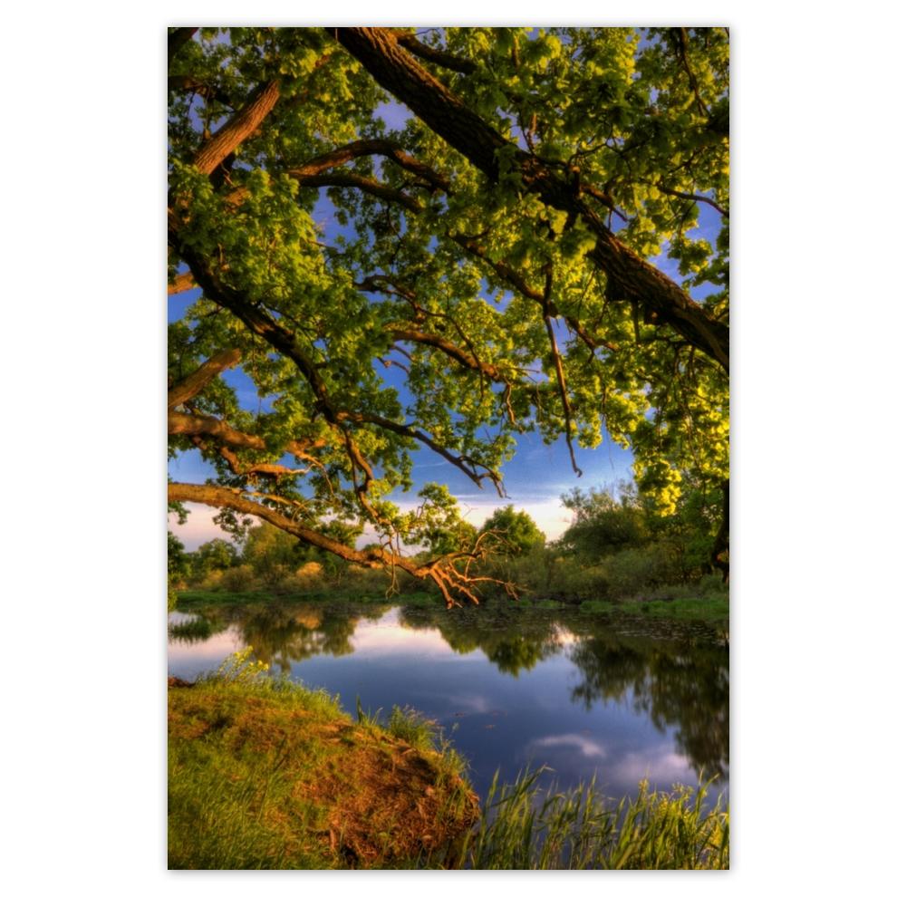 

Plakat 62x93 Dąb w Rogalinie