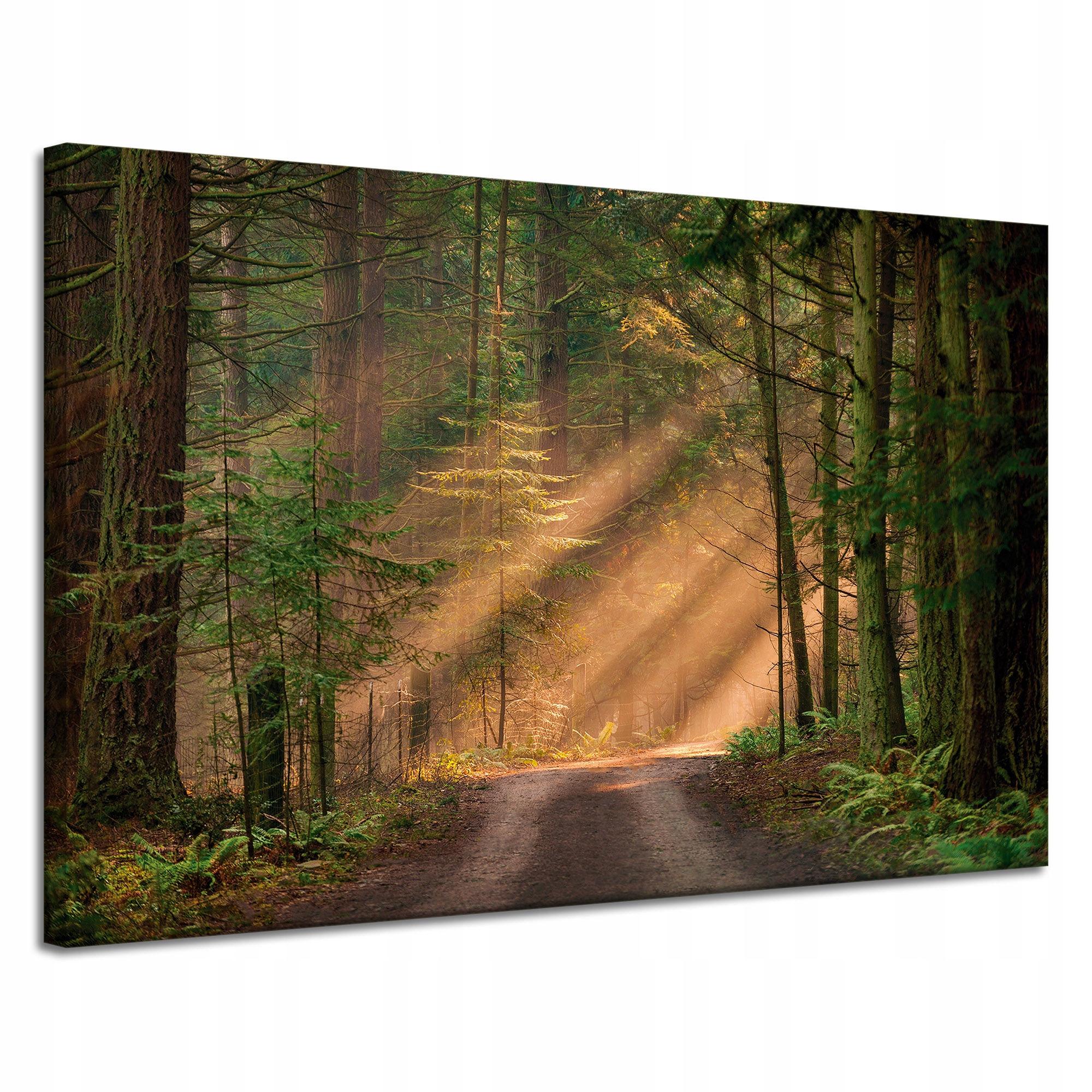 Obraz na plátně Stezka v lese Stromy Příroda 120x80 cm