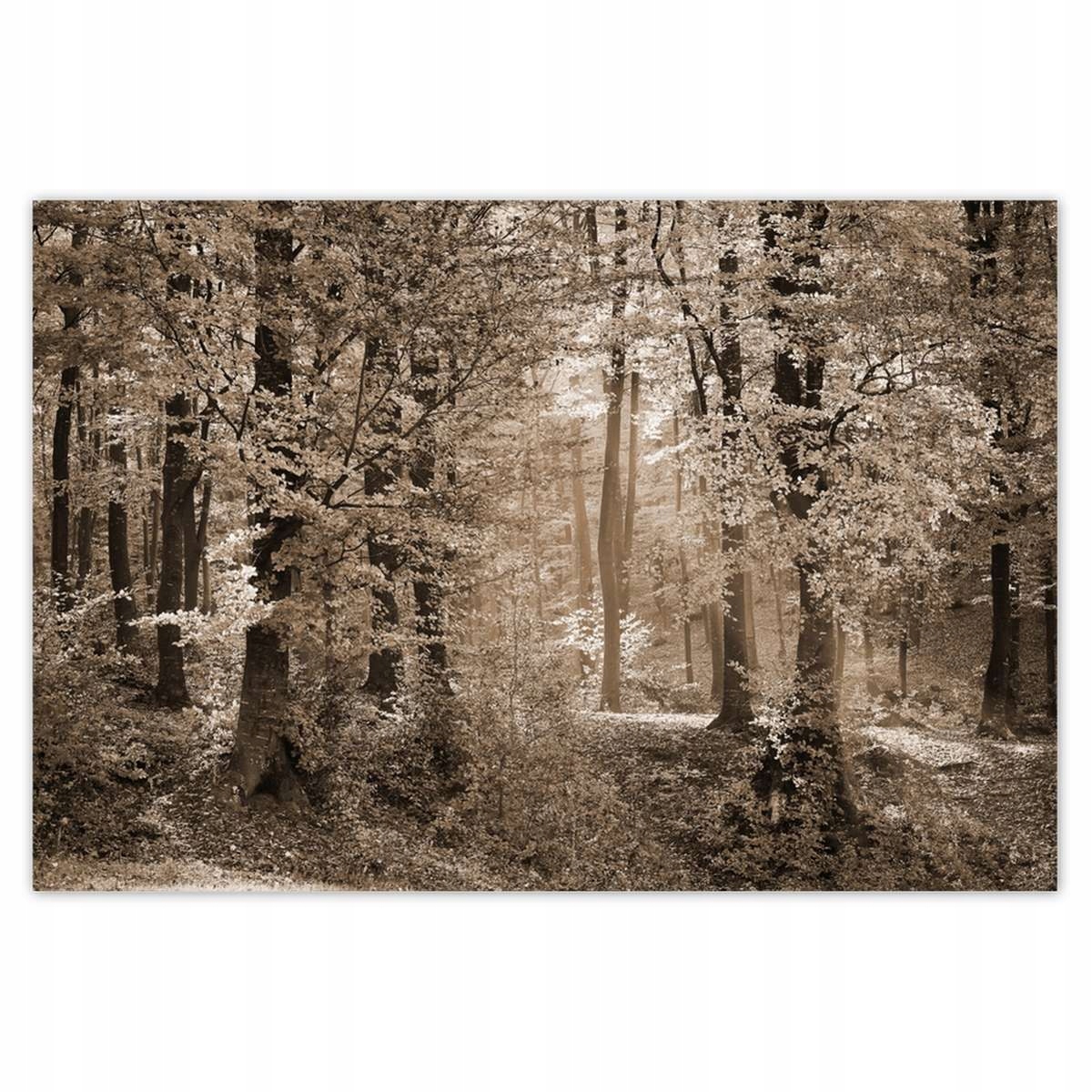 Plakáty 200x135 Les v barvě sépie