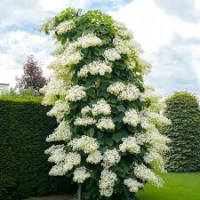 HORTENSJA PNĄCA SADZONKA W P9