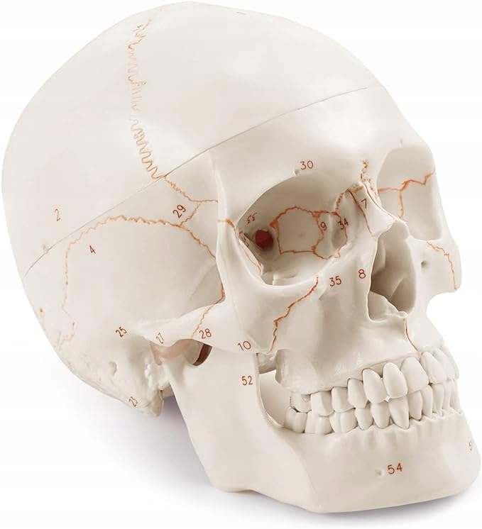 Model anatomiczny czaszki 1:1 z Laserowym Oznaczeniem AH10573