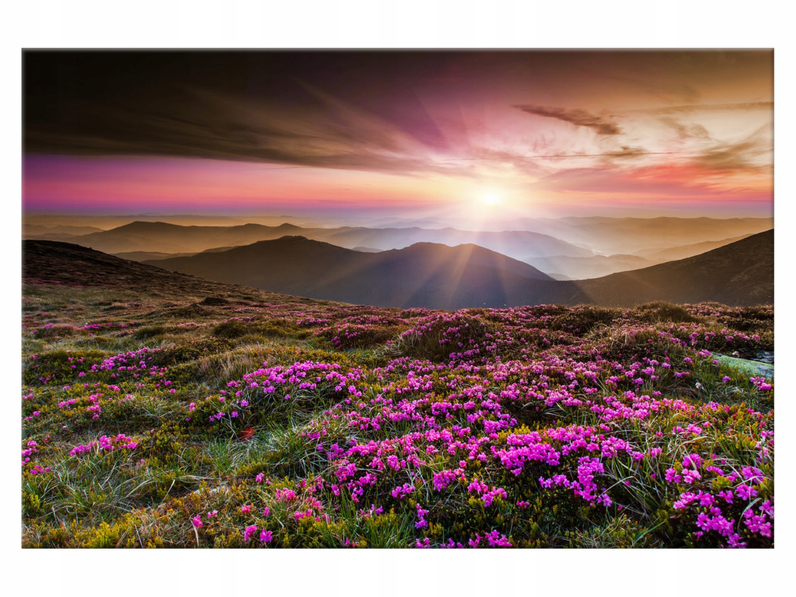 

Obraz 90x60 Łąka Piękny kraj Zachód słońcaPłótno