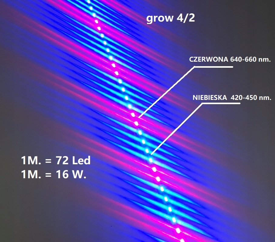 OSWIETLENIE LED 50 CM WZROST ROSLIN GROW 4/2 BLUE Marka Maxim