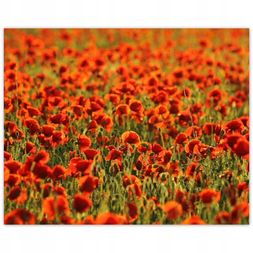 

Plakat 50x40 Łąka pełna maków