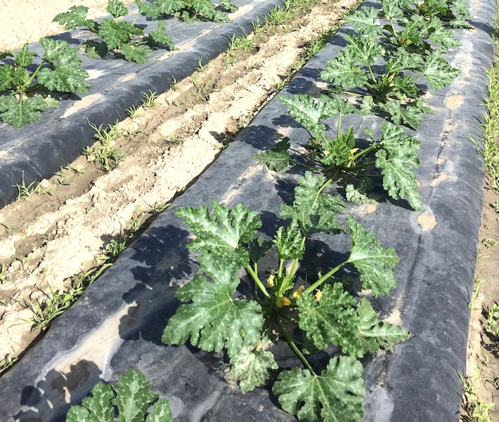 Folia ściółkująca biodegradowalna Bionov 15um 1x3000m