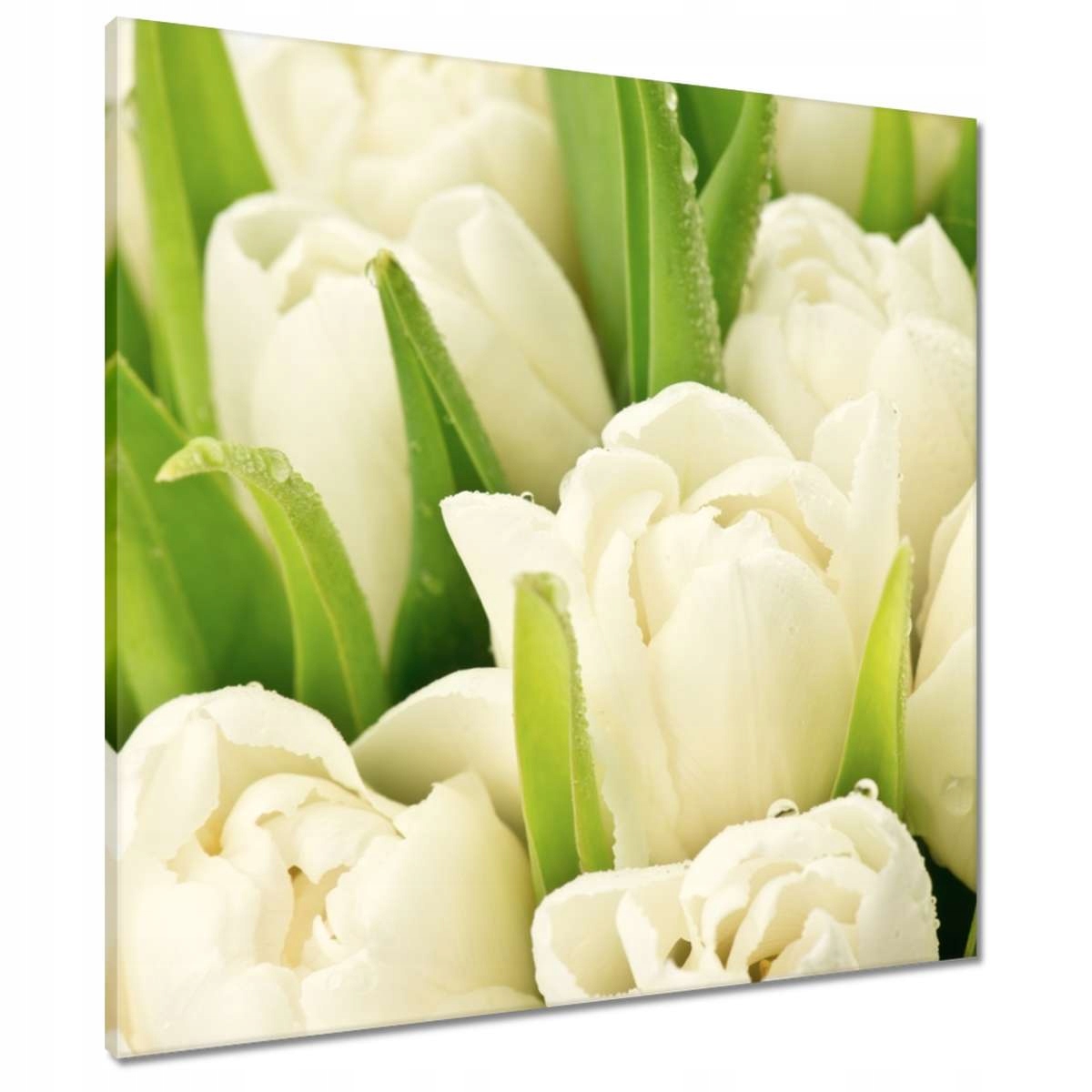 Obrazy 70x70 Jemné tulipány