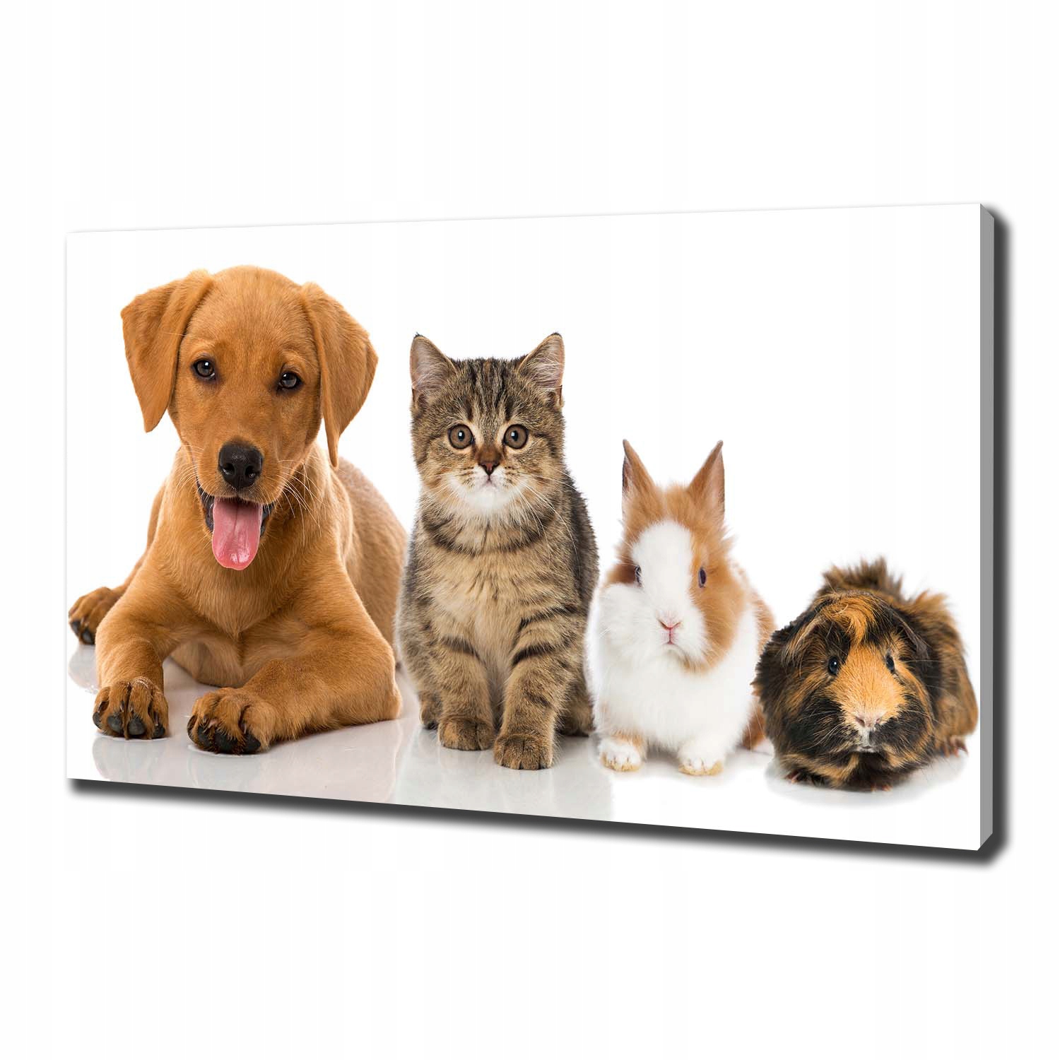 

Foto obraz canvas na ścianę Pies i kot 100x70 cm