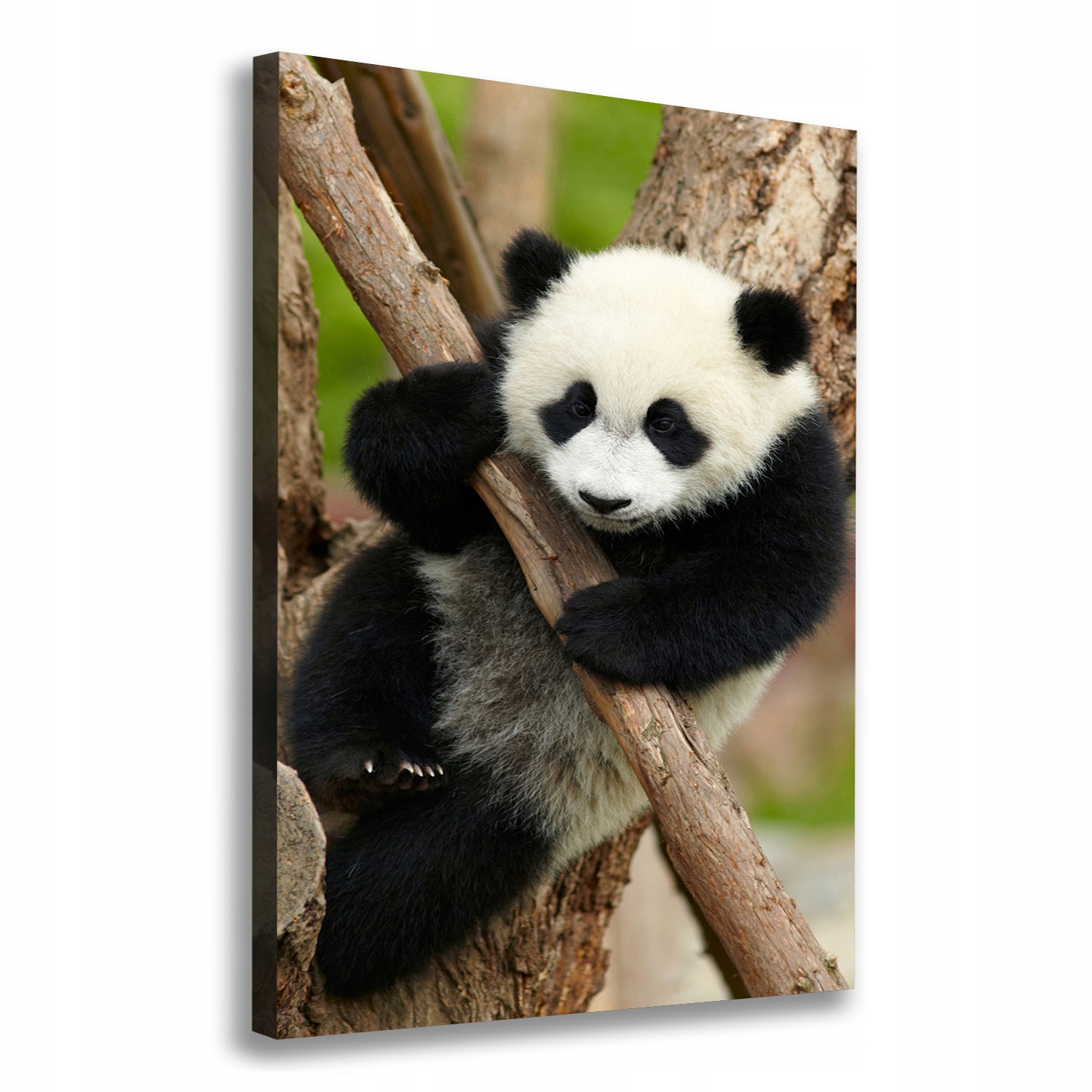 

Foto obraz na płótnie Panda na drzewie 70x100 cm