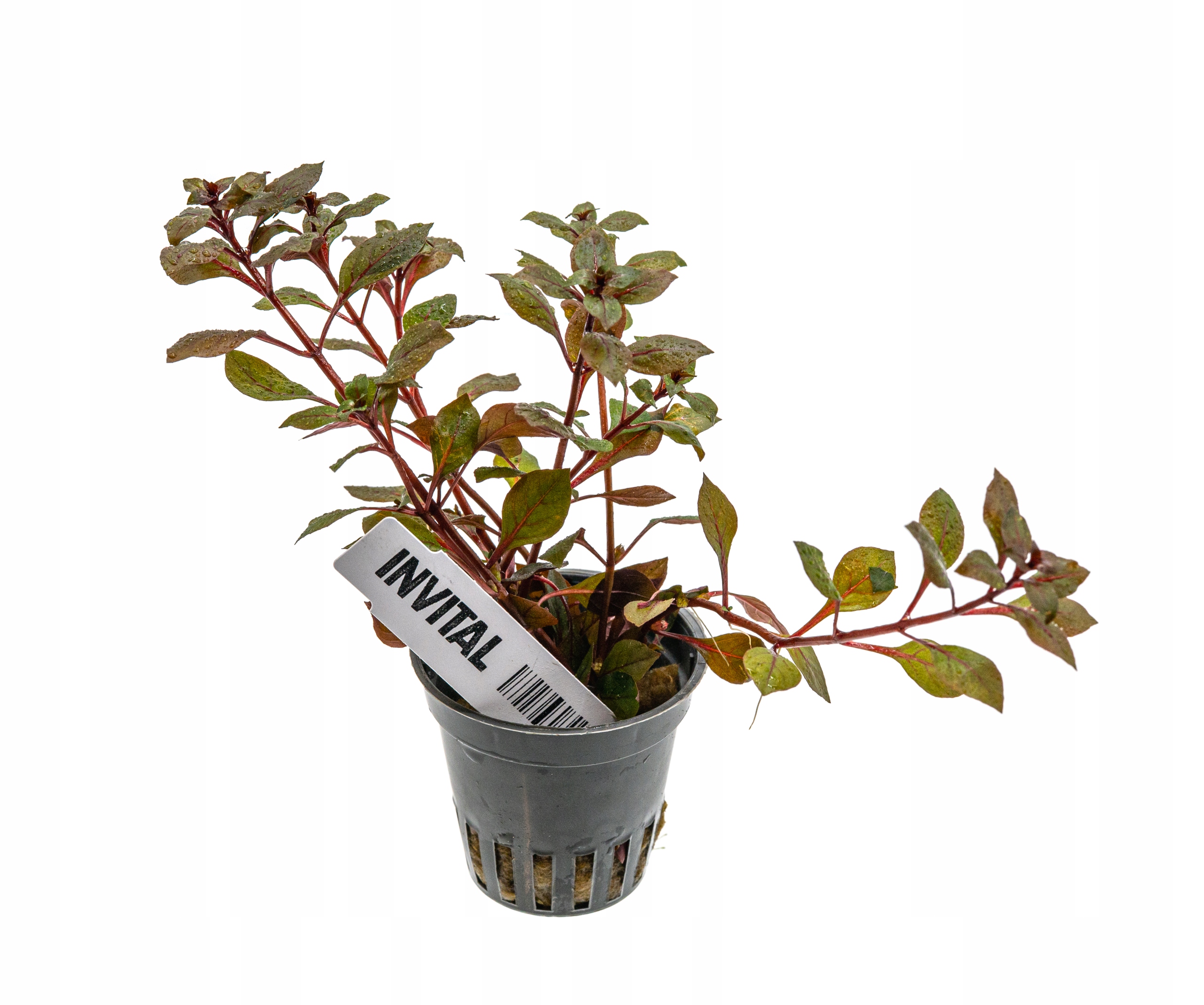 INVITAL Ludwigia sp. Super Red koszyk Ø 5,5 cm