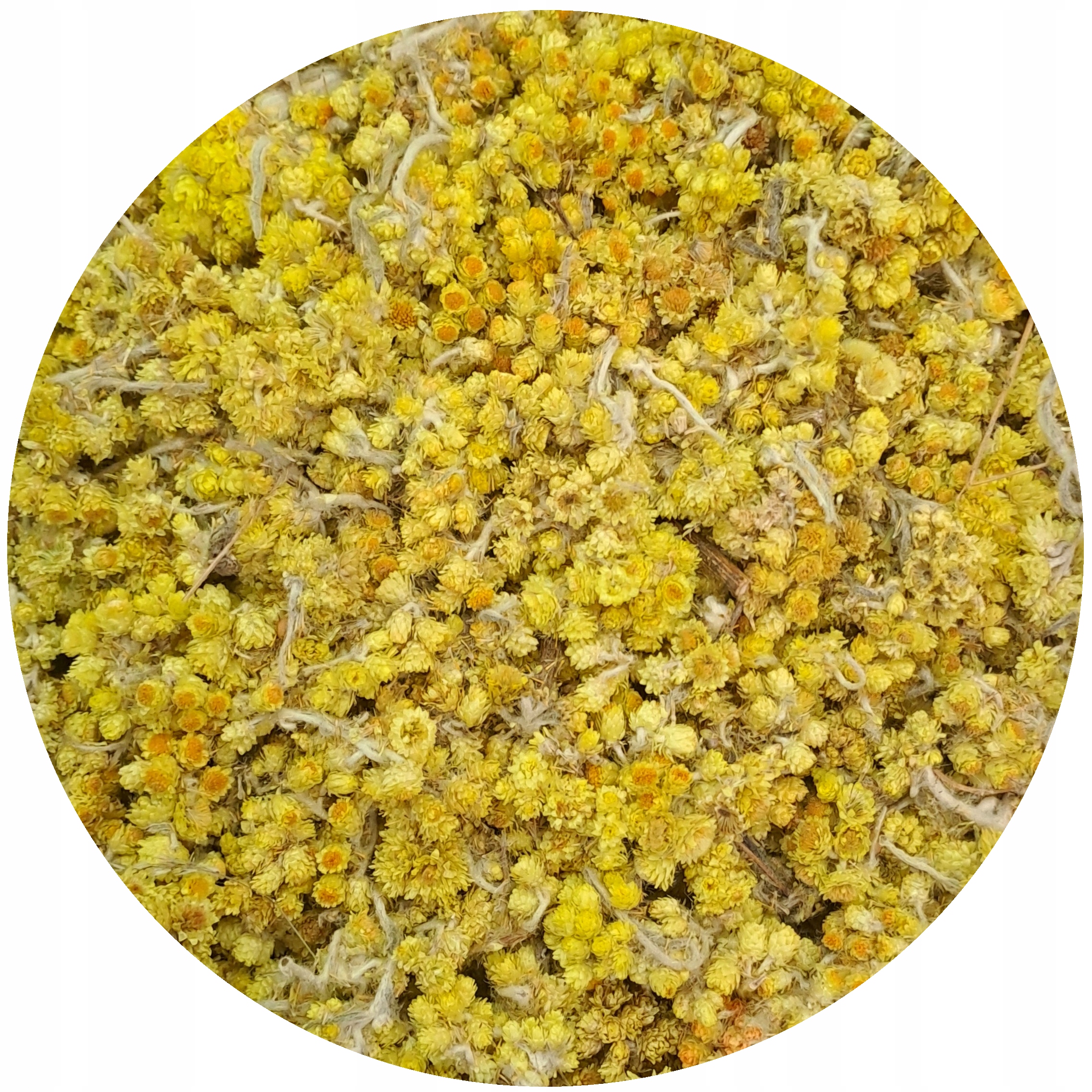 Levně Kocanka Květ kočičky sušená Helichrysum arenarium Mystic.Garden 1 kg