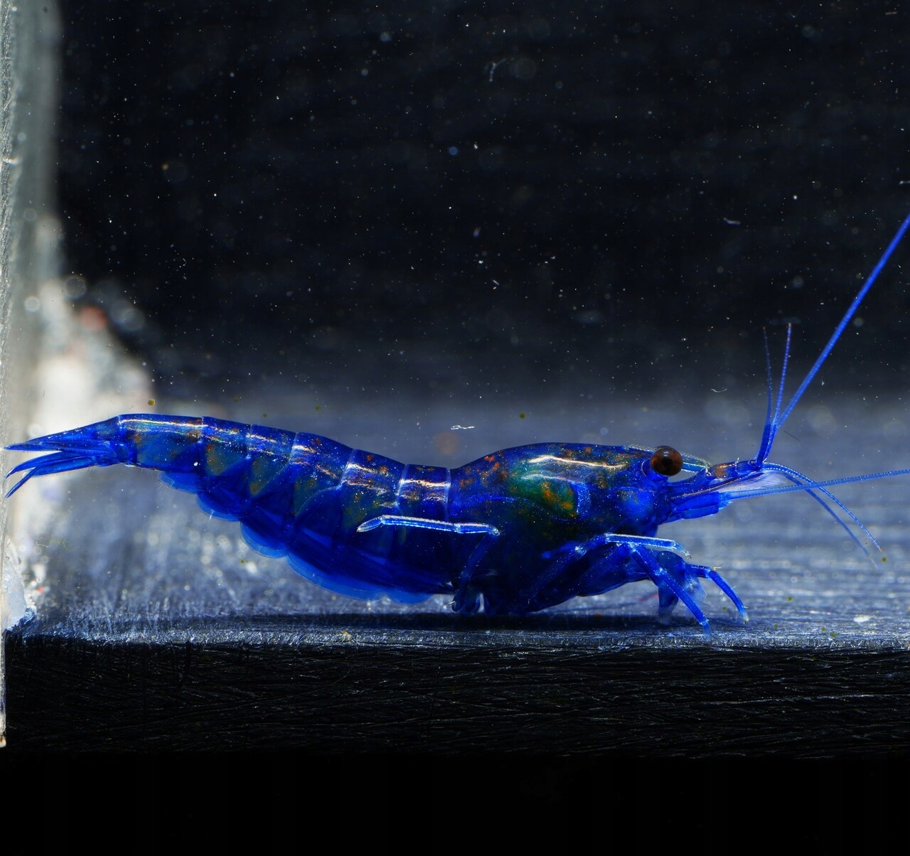 Krewetki Neocaridina Blue Diamond