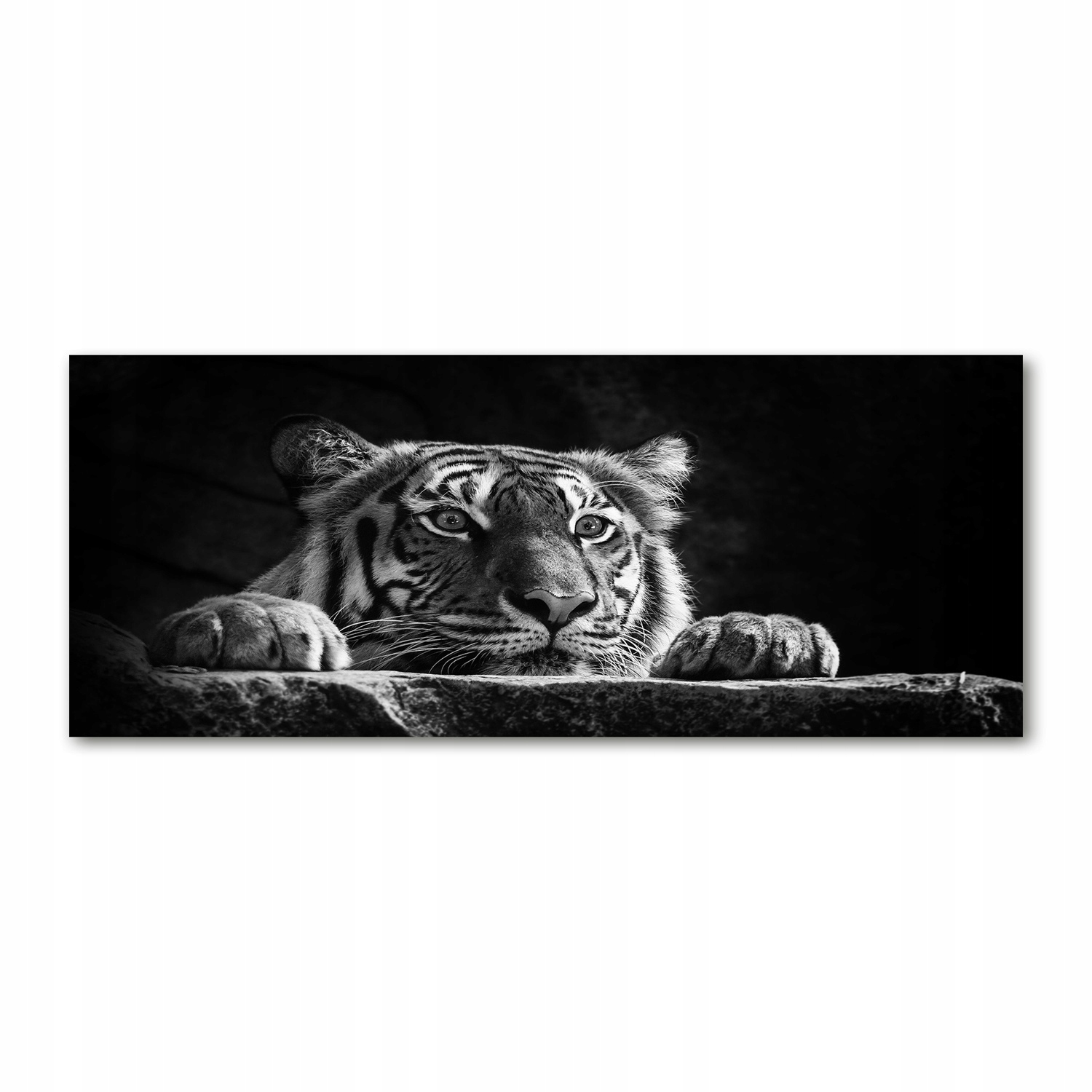 

Foto obraz duży na szkle akrylowym Tygrys 125x50cm