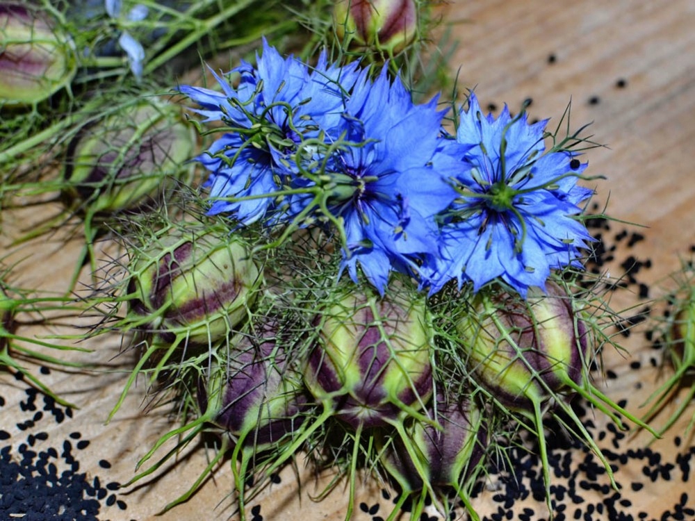 OLEJ Z CZARNUSZKI ZŁOTO FARAONÓW 30 ML Kod producenta OZCZ30ML