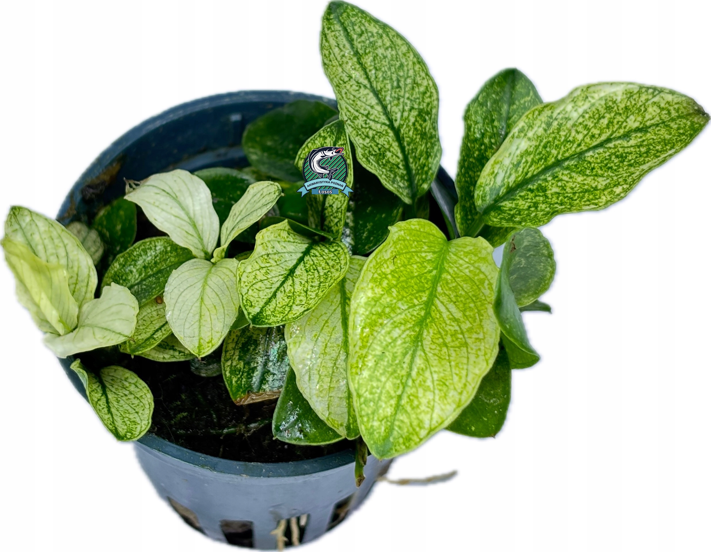 Anubias nana 'Pinto' [корзина]