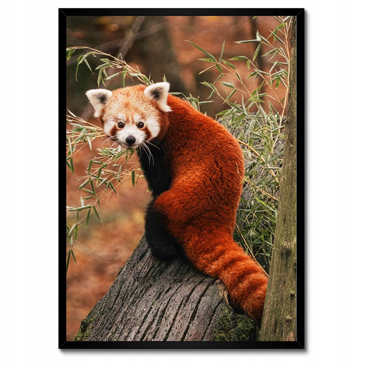 Plakáty v rámu 50x70 Pandka rudá panda malá panda červená menší