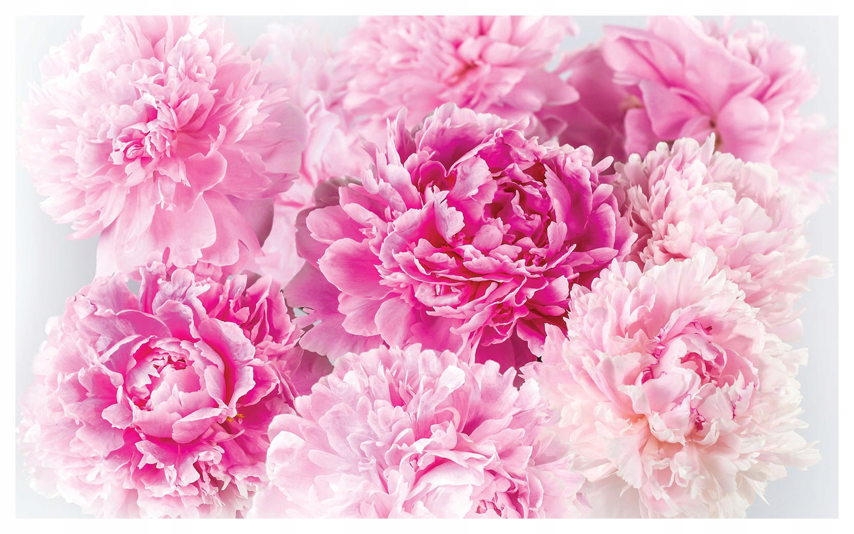 Fototapeta Ružové pivonky do spálne jarný akcent 312x219 lepidlo