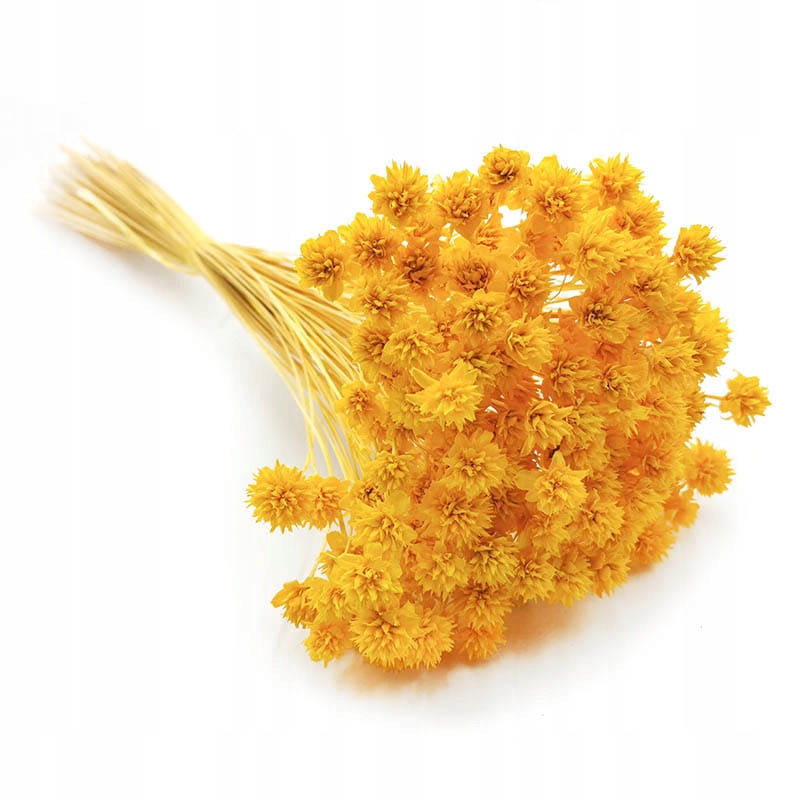 

Hill flower zolty kwiat suszony kwiatuszek suszki