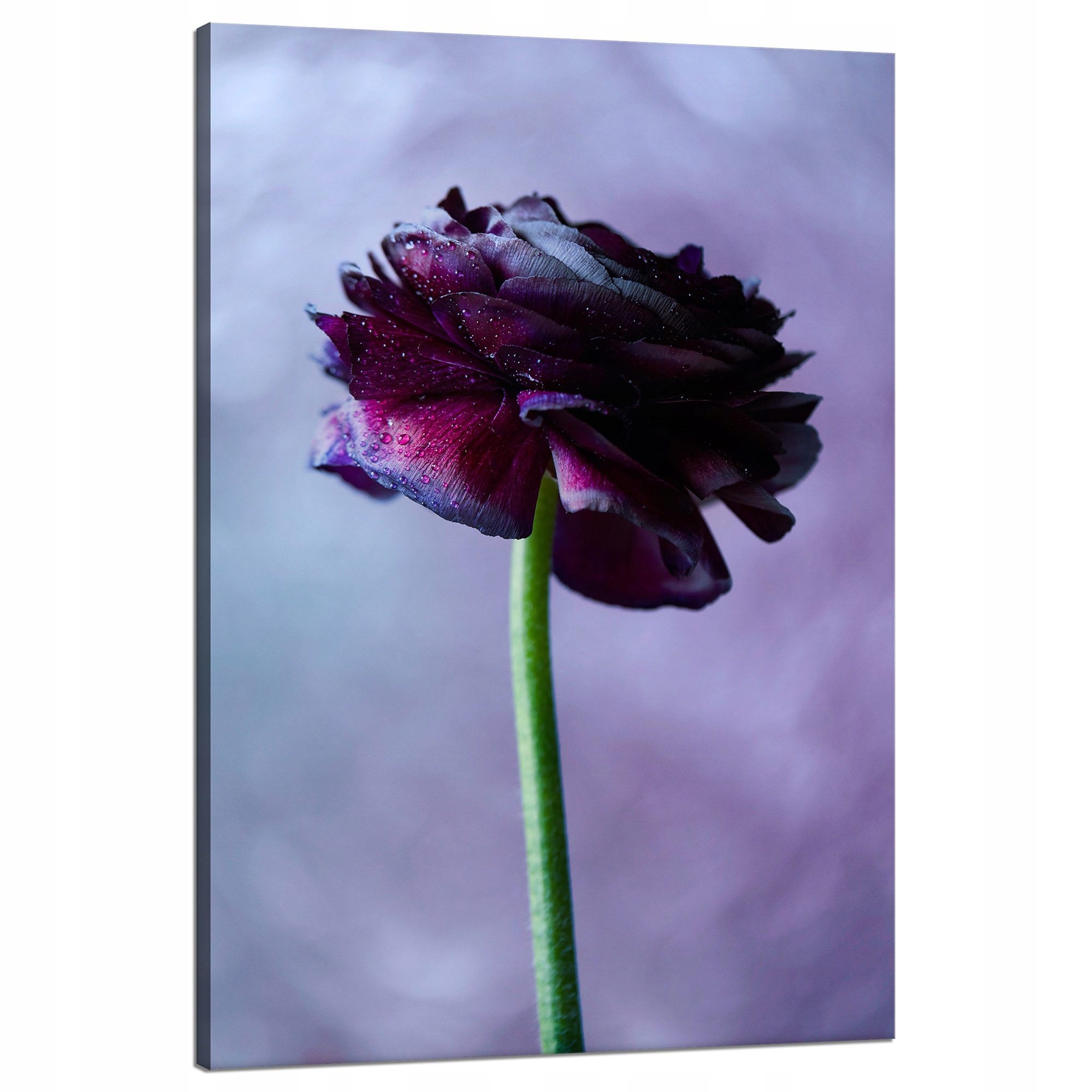 Obraz na plátně Botanika Purpurový květ 80x120