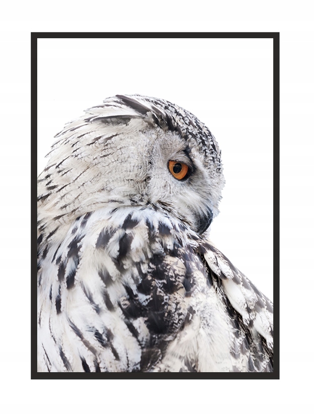 

Obraz, Plakat W Ramie 53x73 cm Sowa P507