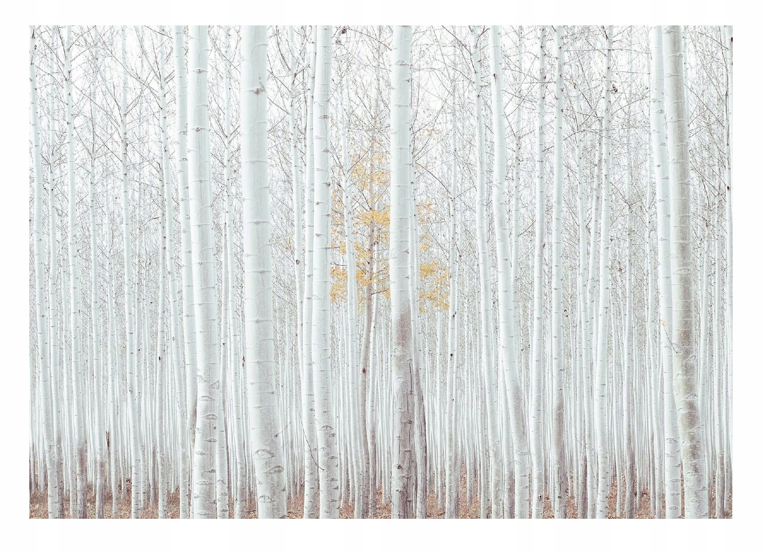 Fototapeta Břízy Stromy Břízový les 312x219