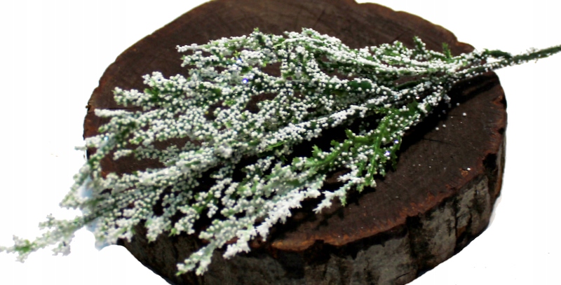 

Tuja Thuja Gałązka Zielona Ośnieżona 29 cm