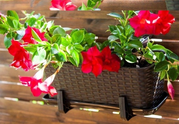 PODSTAWKA PROSTOKĄTNA BRĄZOWA 40CM RATTAN VERDENIA Długość 40 cm