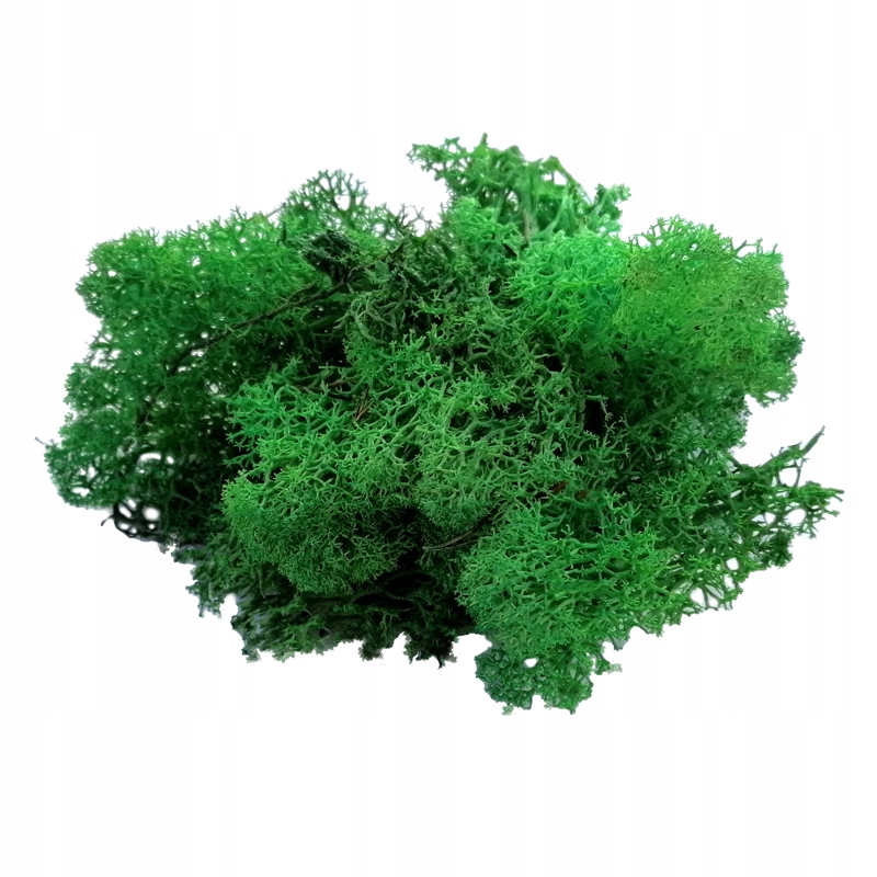 

Mech Chrobotek zielony naturalny Las W Słoiku