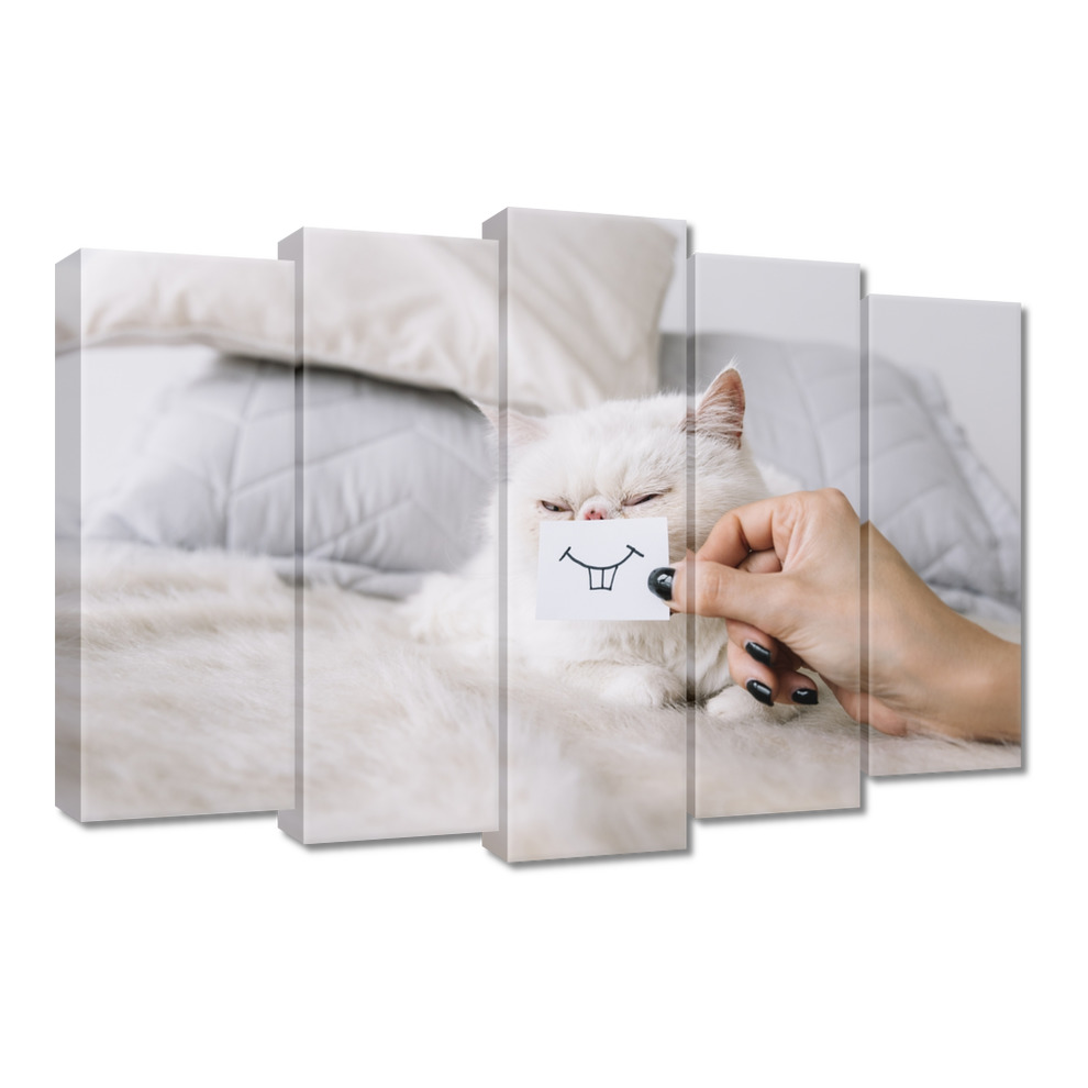 

Obrazy 70x50 Kot Kotek Kotki Kicia