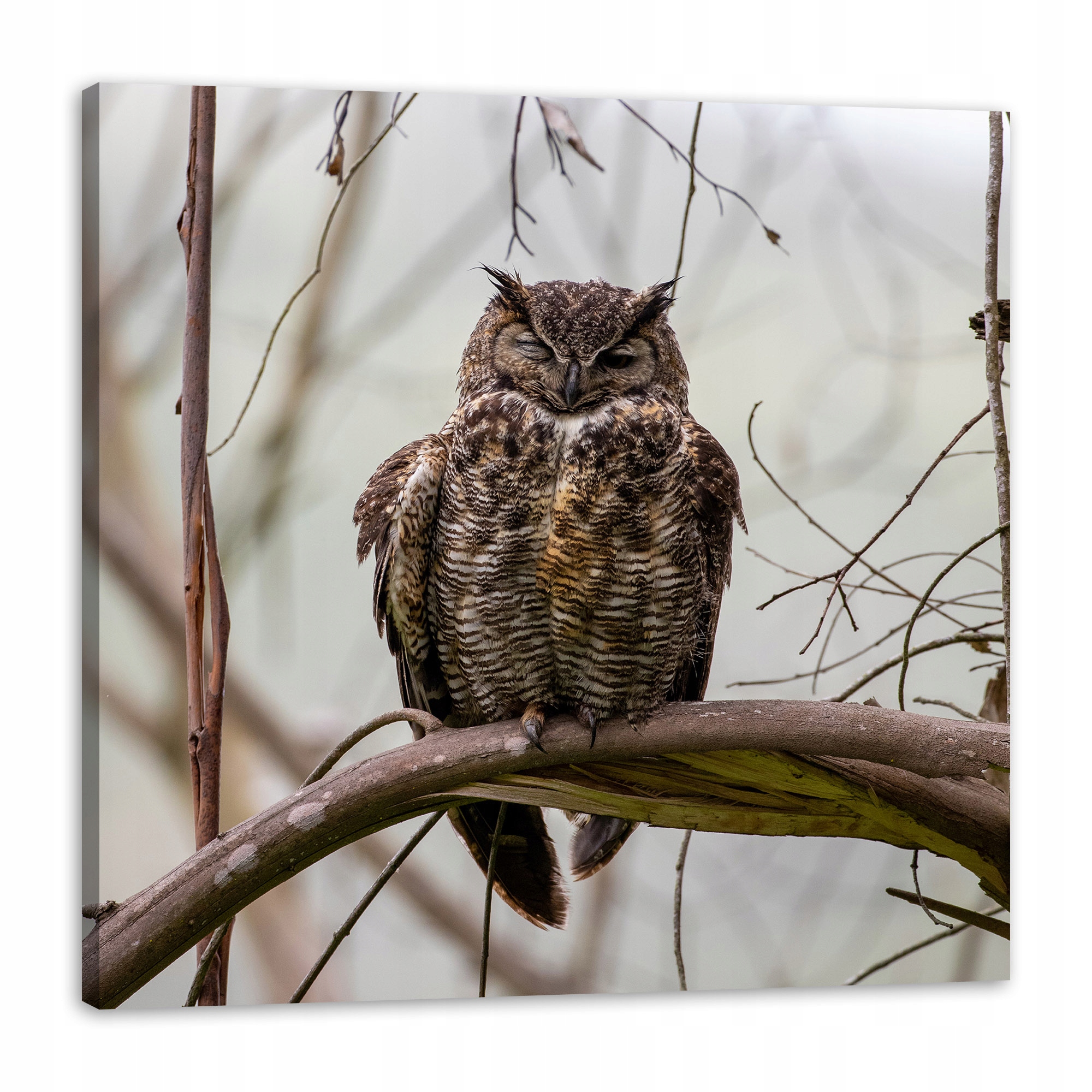 Obraz na plátně Zvířata Spící sova 90x90 cm