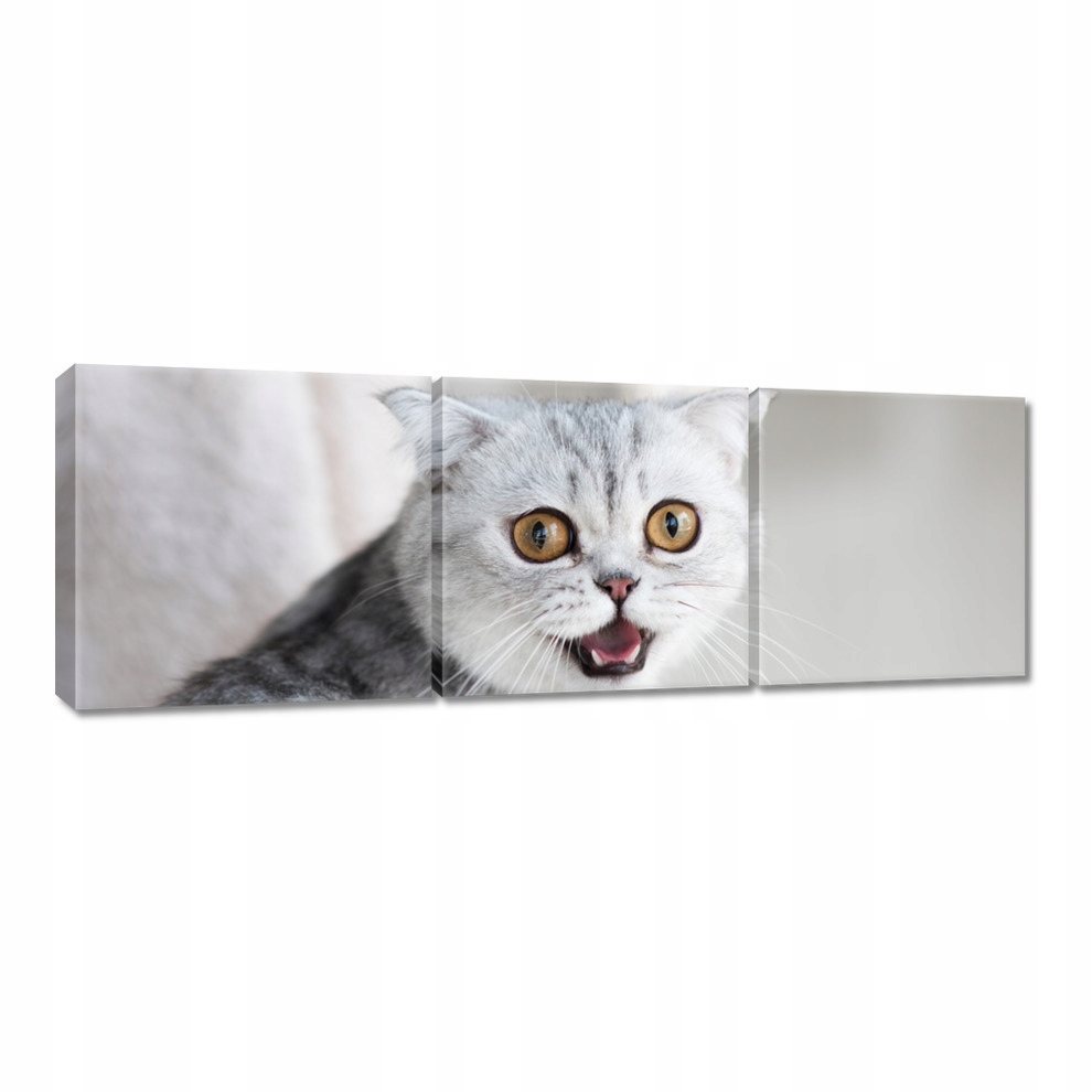 

Obrazy 60x20 Kot Kotek Koty Kicia