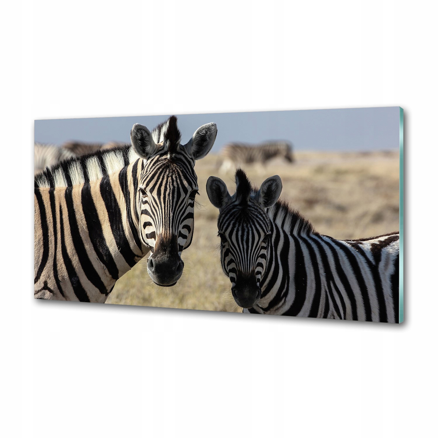 Dekorativní panel sklo Dvě zebry 100x50 cm Lepidlo