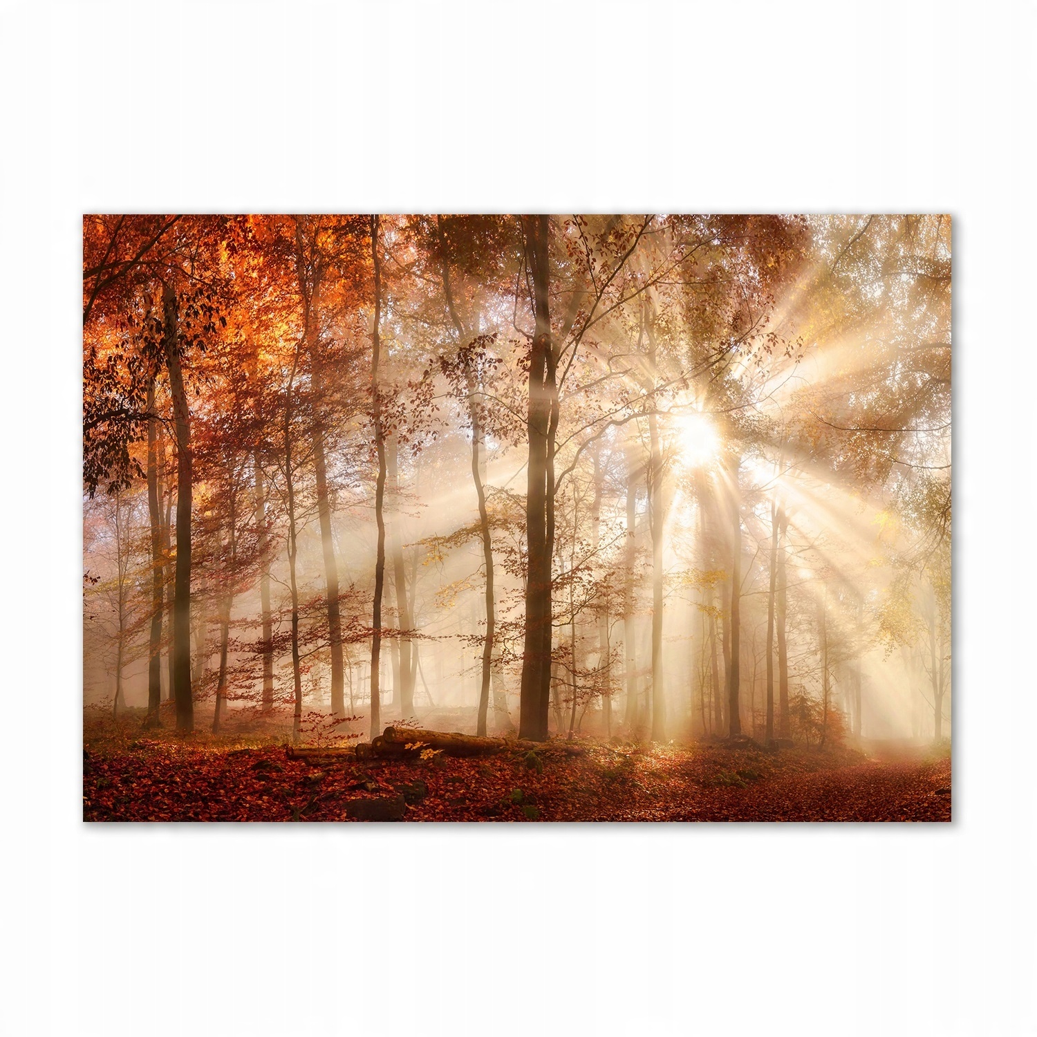 

Foto obraz szklany Mgła w lesie jesień 100x70