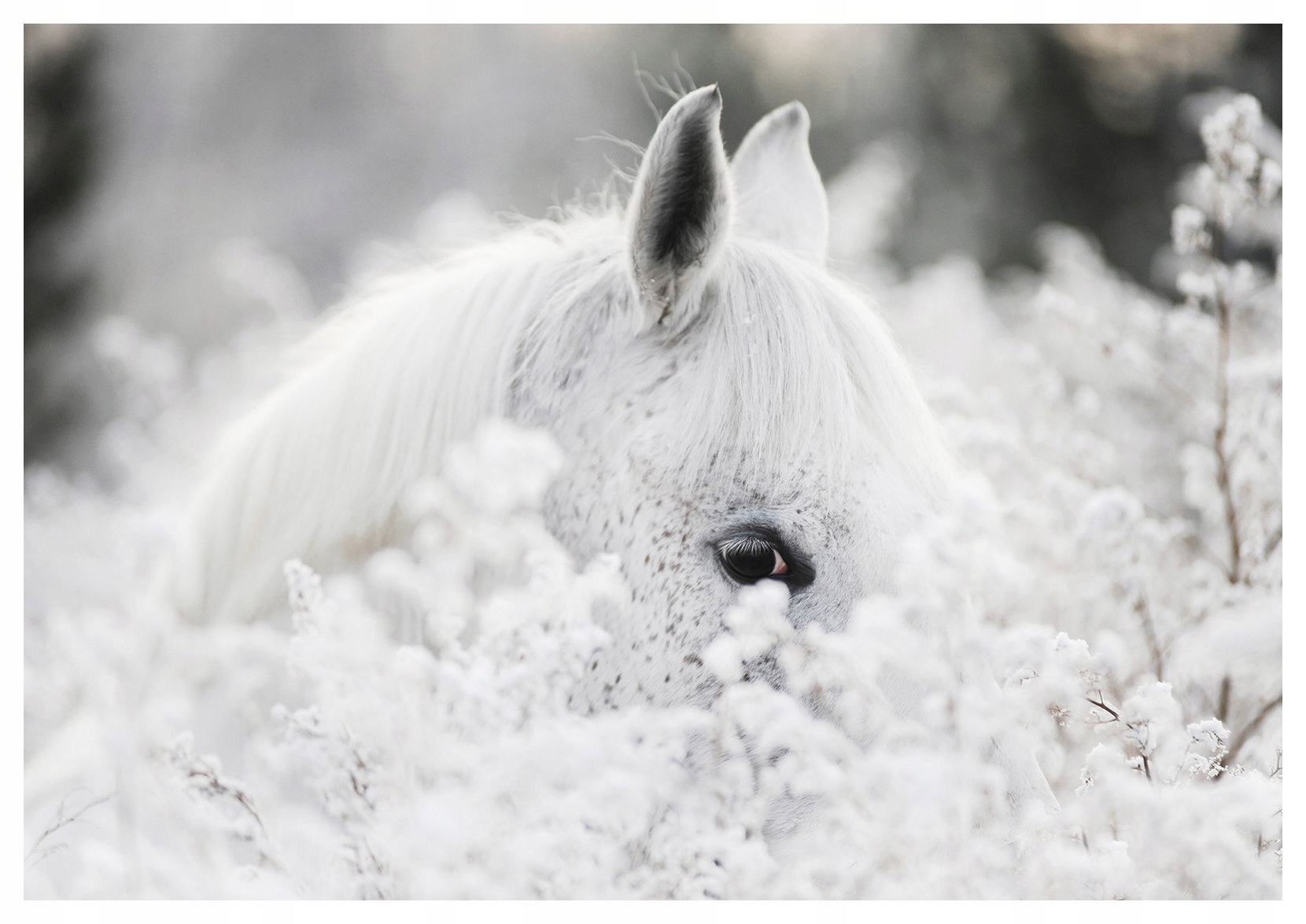 Fototapeta Biely kôň Zima Sneh vinylový 312x219 lepidlo