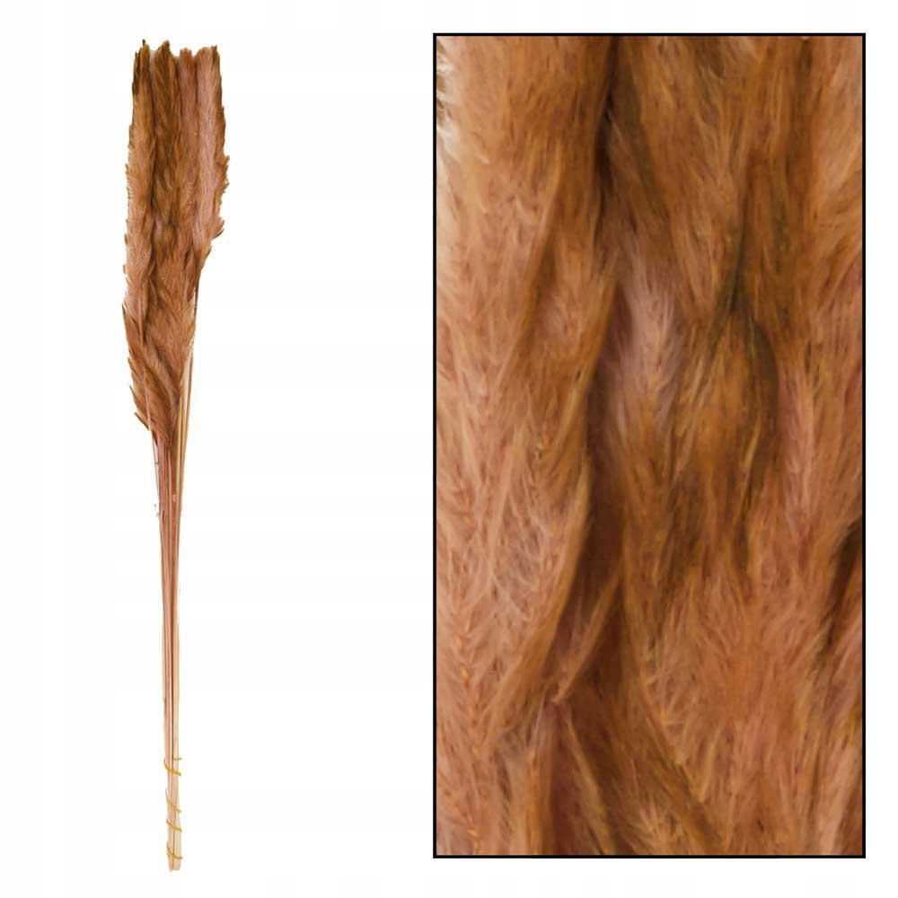

Trawa Pampasowa Mace Coffe 75 cm Suszona Pampas