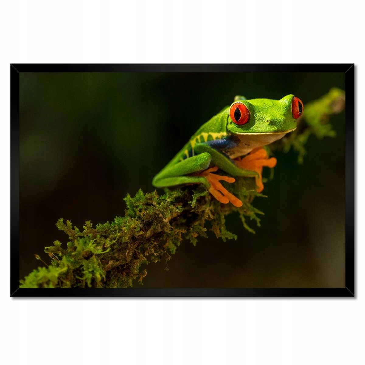 Plakáty v rámu 60x40 Zvířata Zvířátka