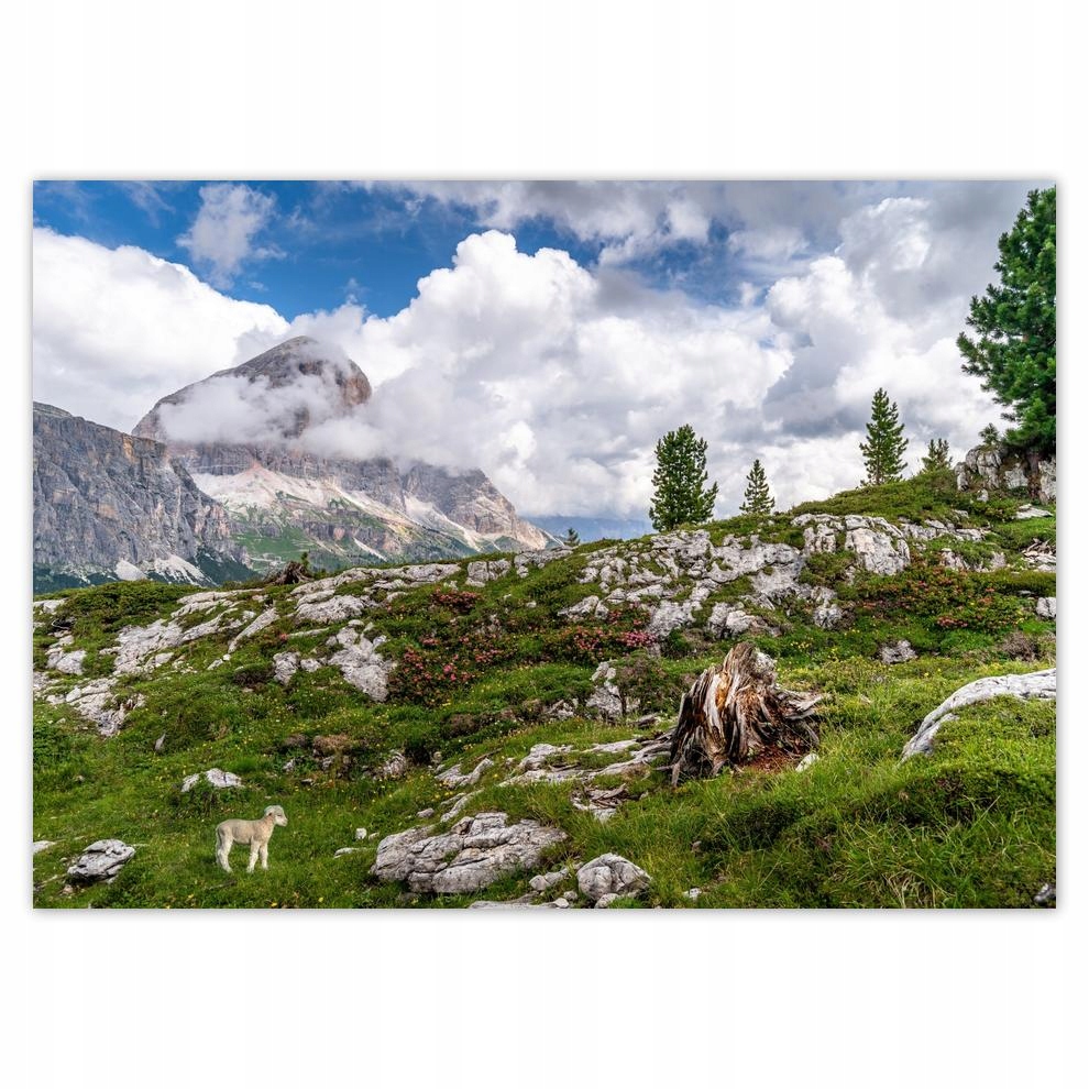 

Plakat 70x50 Owieczka w górach Widok