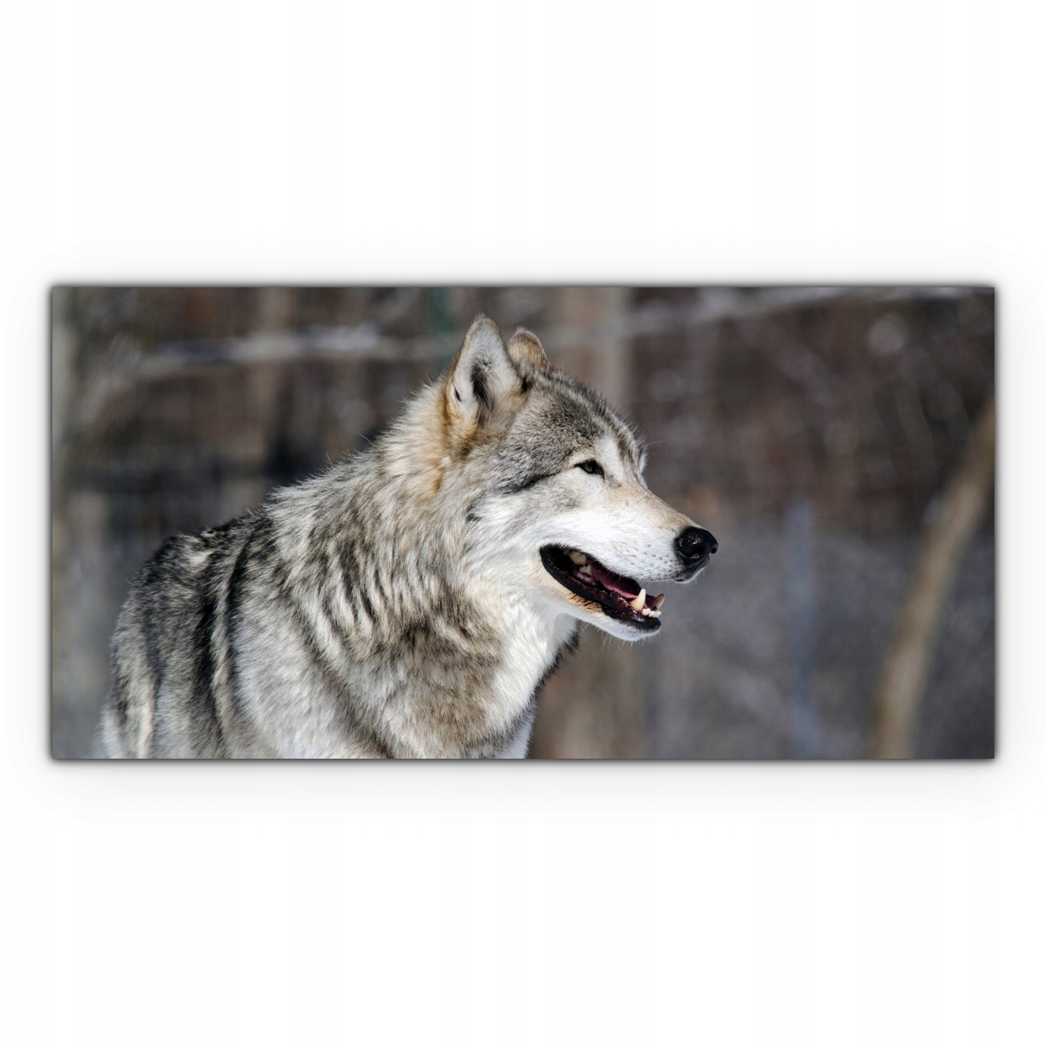 

Obraz na płótnie z foto 140x70 Dzikie Zwierzę Wilk