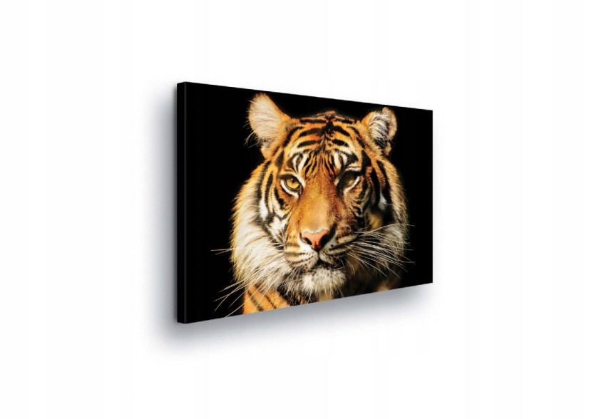 Obraz 100x75 Tygr pohled síla divočina příroda dravec portrét