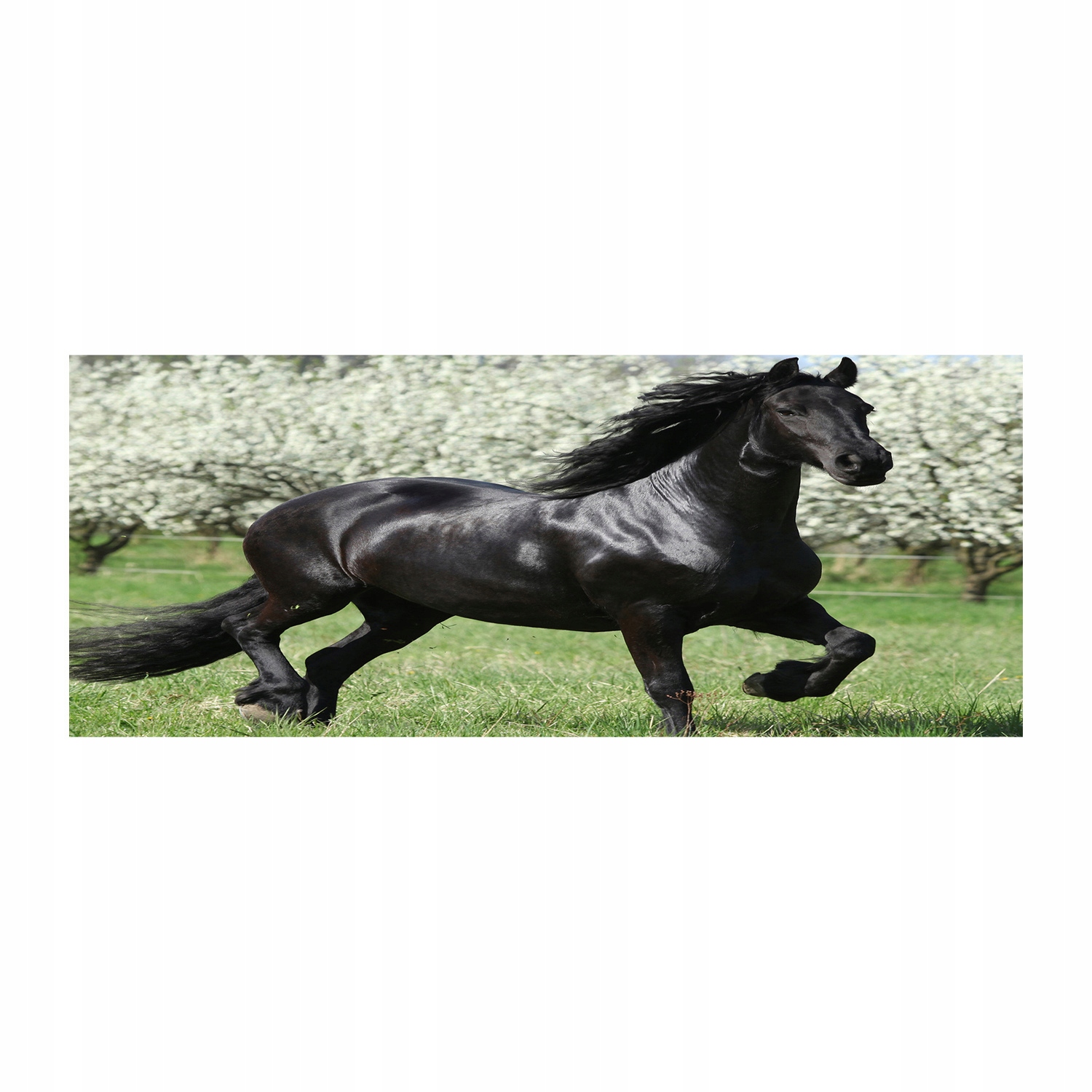 

Foto obraz szkło akryl Czarny koń kwiaty 125x50 cm